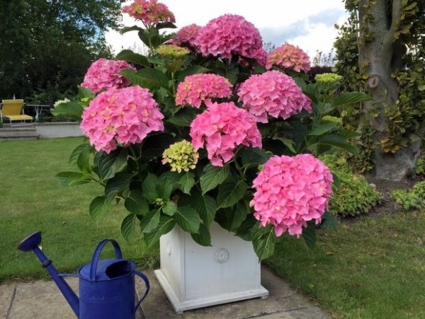 Hydrangea macrophylla 'Belle Seduction®' (Bodalan)1